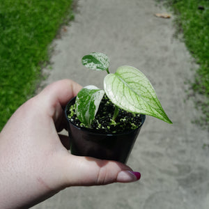 Monstera Deliciosa Mint