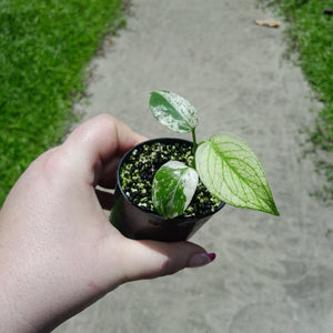 Monstera Deliciosa Mint
