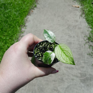 Monstera Deliciosa Mint