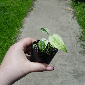 Monstera Deliciosa Mint