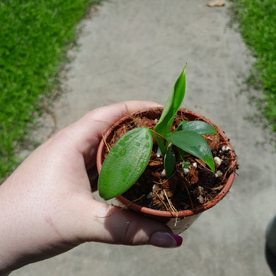 Philodendron Rugosum