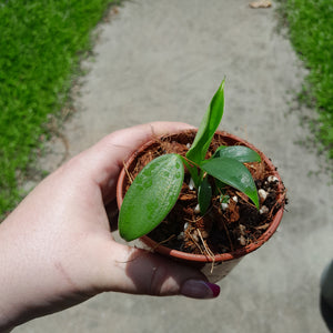 Philodendron Rugosum