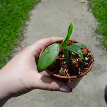 Load image into Gallery viewer, Philodendron Rugosum