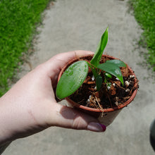Load image into Gallery viewer, Philodendron Rugosum