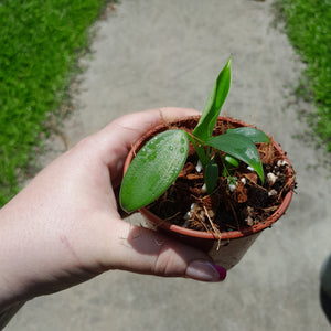 Philodendron Rugosum