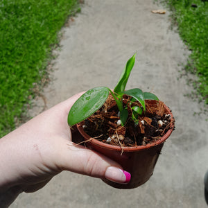 Philodendron Rugosum