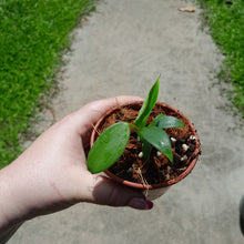 Load image into Gallery viewer, Philodendron Rugosum