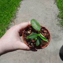 Load image into Gallery viewer, Philodendron Rugosum