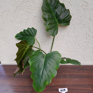 #H119 Philodendron Corsinianum / Bronze Shield