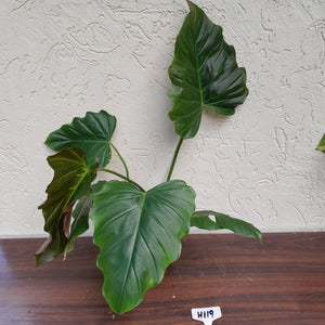 #H119 Philodendron Corsinianum / Bronze Shield