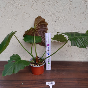 #H119 Philodendron Corsinianum / Bronze Shield