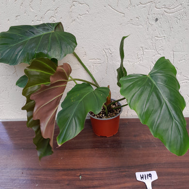 #H119 Philodendron Corsinianum / Bronze Shield