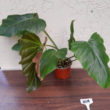 Load image into Gallery viewer, #H119 Philodendron Corsinianum / Bronze Shield