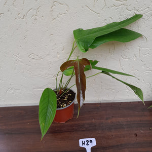 #H29 Anthurium Furcatum