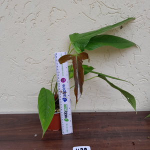 #H29 Anthurium Furcatum