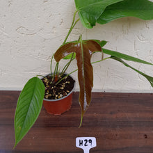 Load image into Gallery viewer, #H29 Anthurium Furcatum