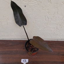 Load image into Gallery viewer, #12 Philodendron Black Knight