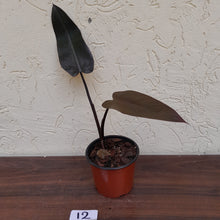 Load image into Gallery viewer, #12 Philodendron Black Knight