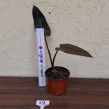 Load image into Gallery viewer, #12 Philodendron Black Knight