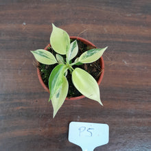Load image into Gallery viewer, #P5 Philodendron Florida Beauty