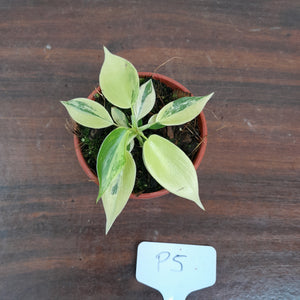 #P5 Philodendron Florida Beauty