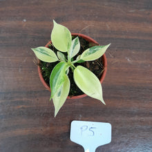 Load image into Gallery viewer, #P5 Philodendron Florida Beauty