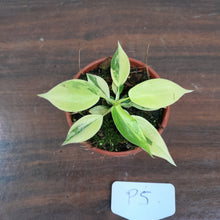 Load image into Gallery viewer, #P5 Philodendron Florida Beauty
