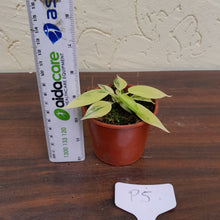 Load image into Gallery viewer, #P5 Philodendron Florida Beauty