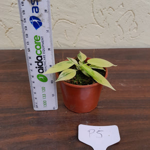 #P5 Philodendron Florida Beauty