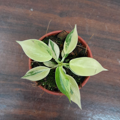 #P5 Philodendron Florida Beauty