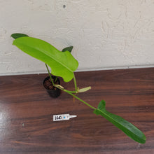 Load image into Gallery viewer, #160 Philodendron Jerry Horne