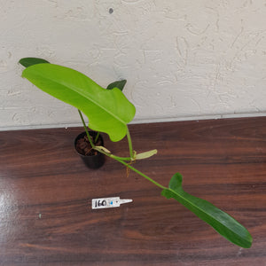 #160 Philodendron Jerry Horne