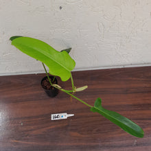 Load image into Gallery viewer, #160 Philodendron Jerry Horne