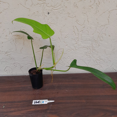 #160 Philodendron Jerry Horne