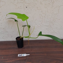 Load image into Gallery viewer, #160 Philodendron Jerry Horne