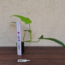 Load image into Gallery viewer, #160 Philodendron Jerry Horne