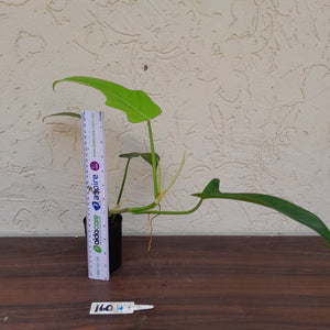#160 Philodendron Jerry Horne