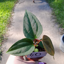 Load image into Gallery viewer, #40 Anthurium Sanguineum x