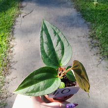 Load image into Gallery viewer, #40 Anthurium Sanguineum x