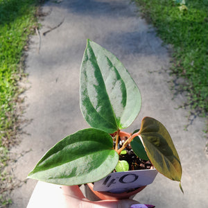 #40 Anthurium Sanguineum x