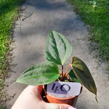 Load image into Gallery viewer, #40 Anthurium Sanguineum x