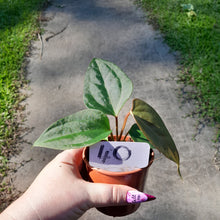 Load image into Gallery viewer, #40 Anthurium Sanguineum x