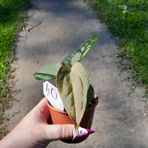 #40 Anthurium Sanguineum x