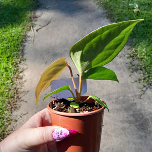 #40 Anthurium Sanguineum x