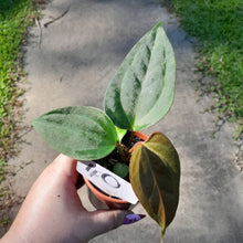 Load image into Gallery viewer, #40 Anthurium Sanguineum x