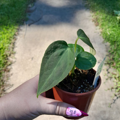 #102 Anthurium NOID