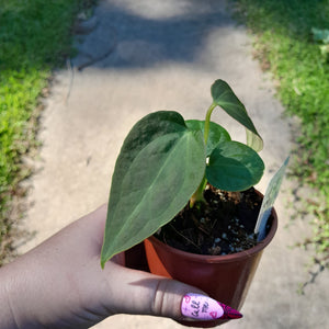 #102 Anthurium NOID