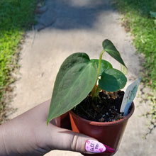 Load image into Gallery viewer, #102 Anthurium NOID
