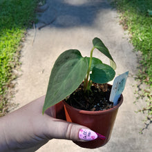 Load image into Gallery viewer, #102 Anthurium NOID