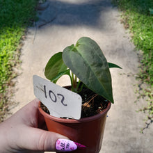 Load image into Gallery viewer, #102 Anthurium NOID
